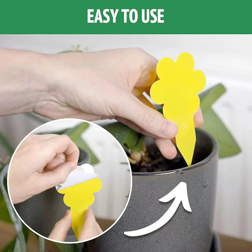Super Ninja Plant Fly Sticky Traps-RV Online
