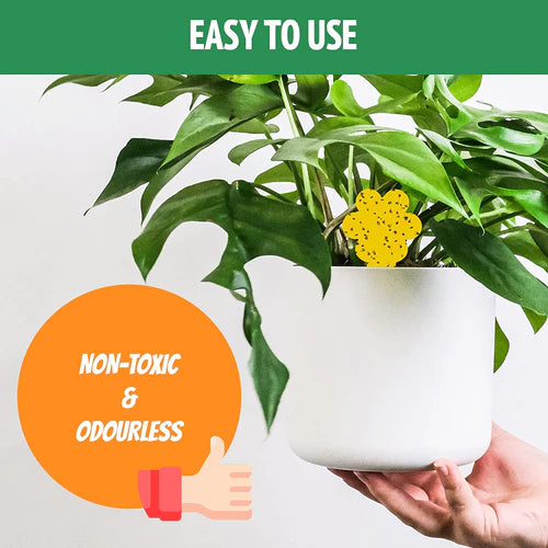 Super Ninja Plant Fly Sticky Traps-RV Online