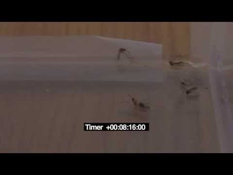 san air mozzyno mosquito gel-RV Online