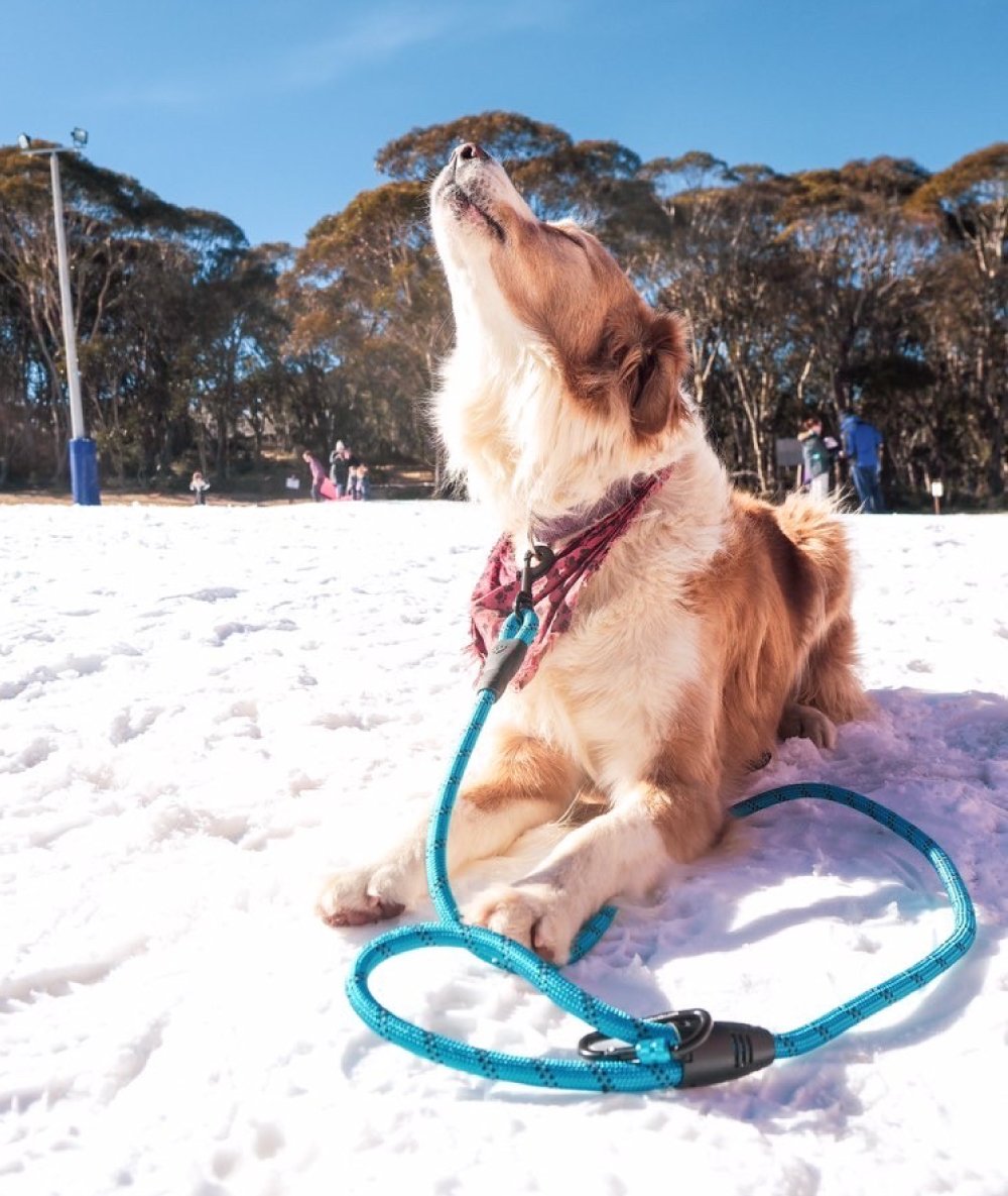 Navigator - Dog Leash Buddy - RV Online