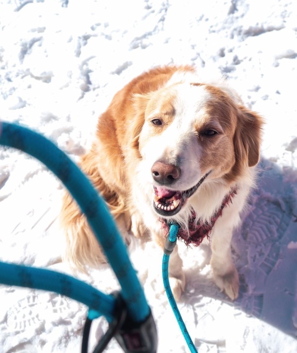 Navigator - Dog Leash Buddy - RV Online