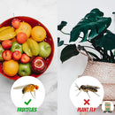 Super ninja fruit fly traps-RV Online