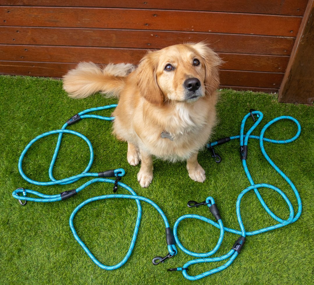 Navigator - Dog Leash Buddy - RV Online