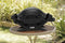 Weber Baby Q Black Q1000 LPG - RV Online